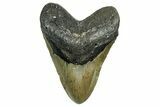 Fossil Megalodon Tooth - North Carolina #352412-1
